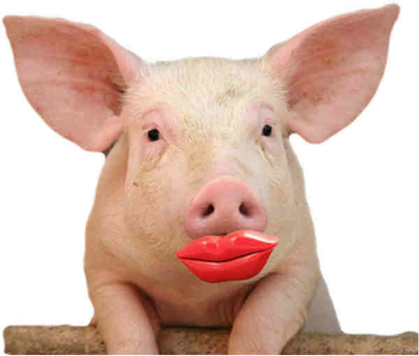 lipstick-on-a-pig