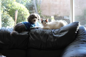 The furry Feldmans, Rio and Bojangles,