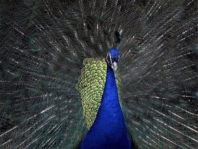 peacock-good-attention-ration